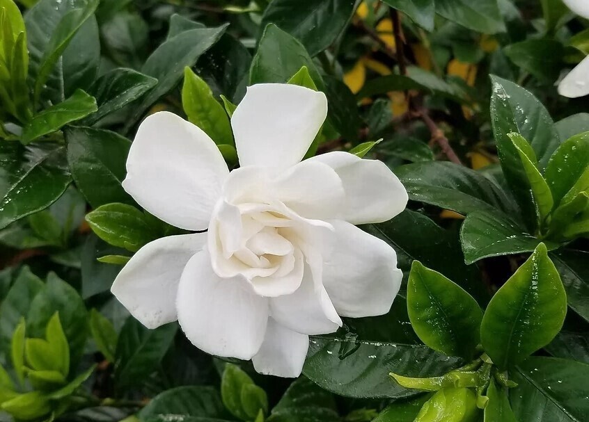 Gardenia Chuck Hayes 2 gal