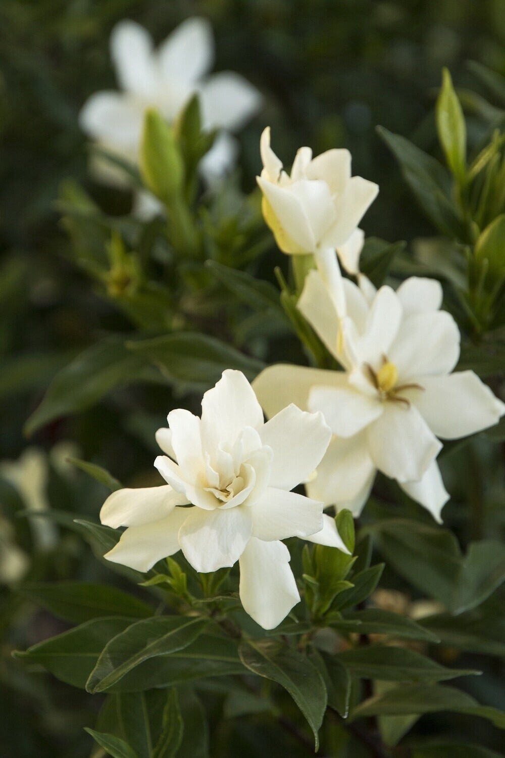 Gardenia FrostProof 2 gal