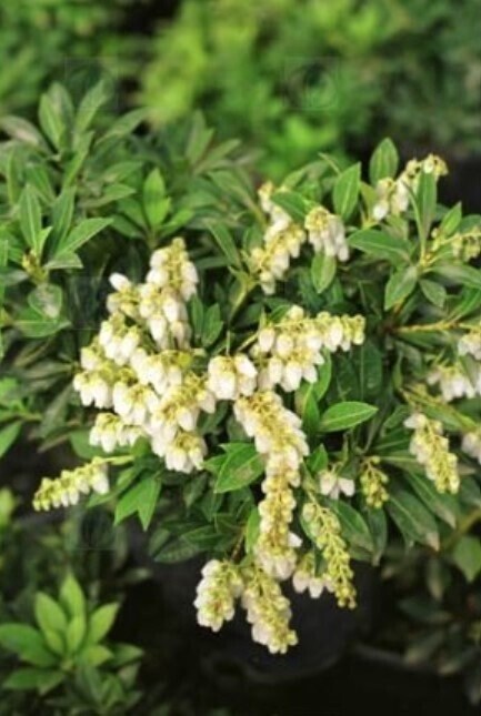 Pieris Cavatine 2 gal