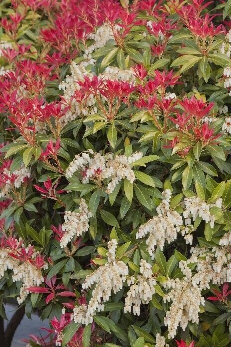 Pieris Mountain Fire 2 gal