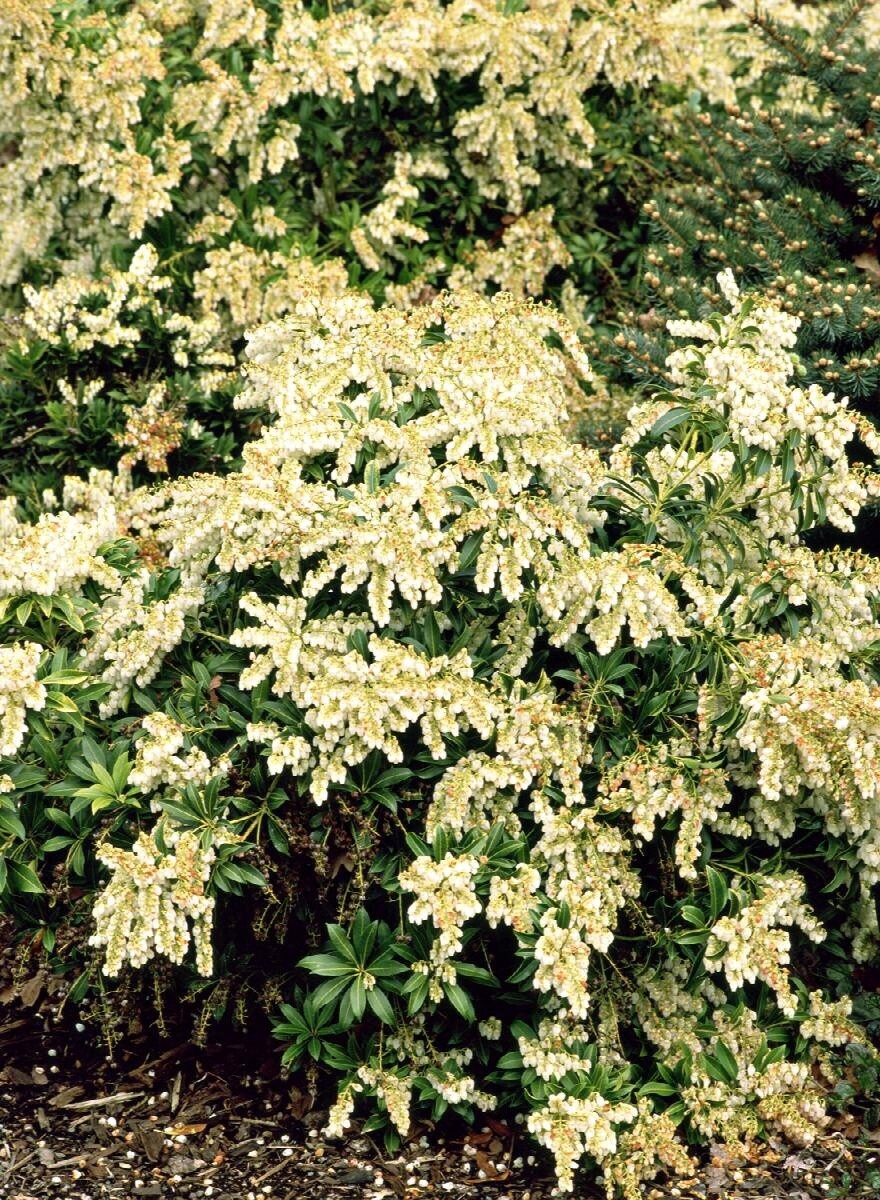 Pieris Prelude 2 gal