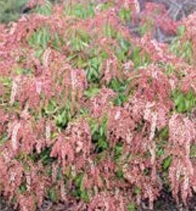 Pieris Valley Rose 2 gal