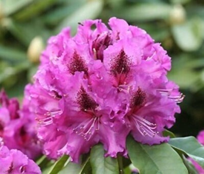 Rhody Colonel Coen 2 gal