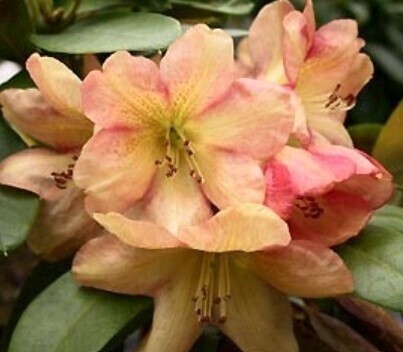 Rhody Golden Ruby 2 gal