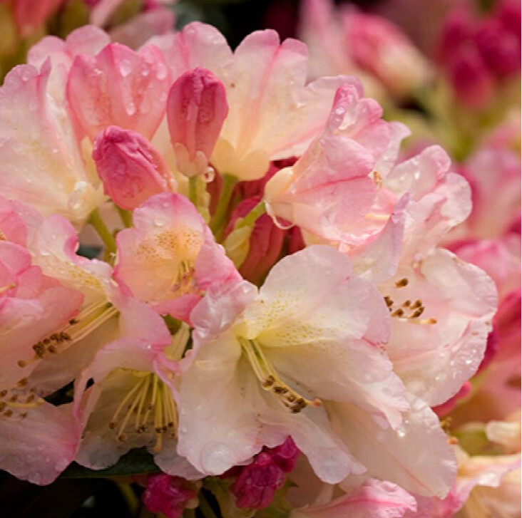 Rhody Percy Wiseman 6 gal