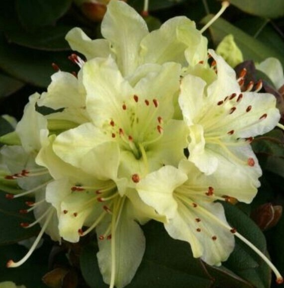Rhody Shamrock 2 gal