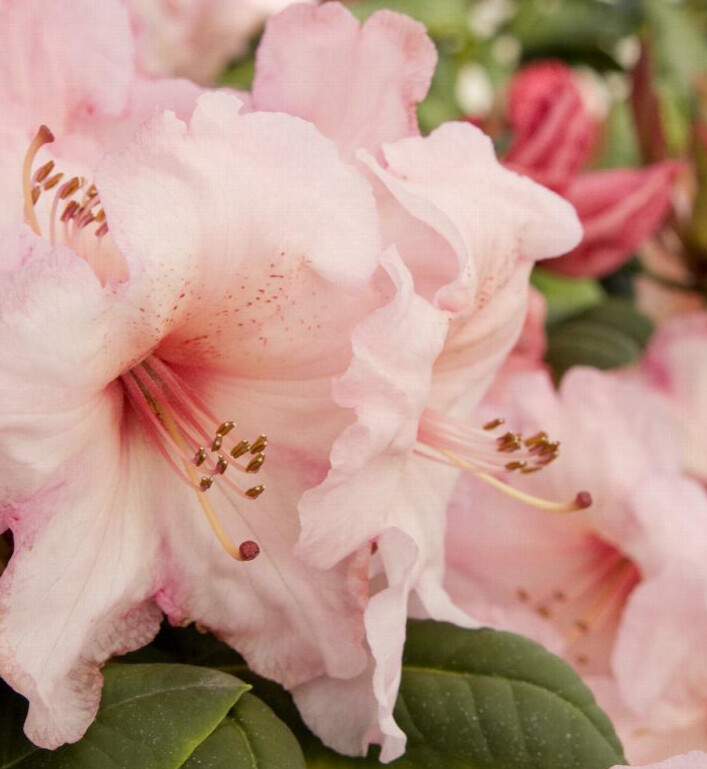 Rhody Virginia Richards 6 gal