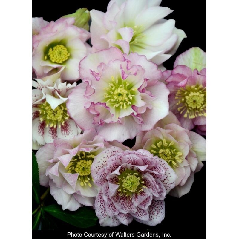 Hellebore Wd Pty Flower Girl Qt