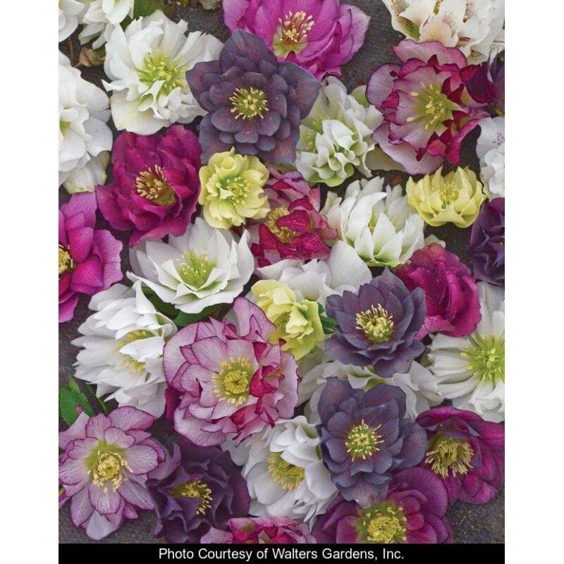 Hellebore Wd Prty Mixed Qt