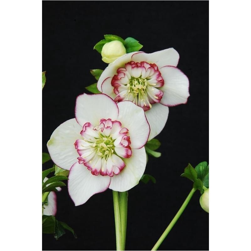 Hellebore Winter Jwl Picotee Pearl 1 gal