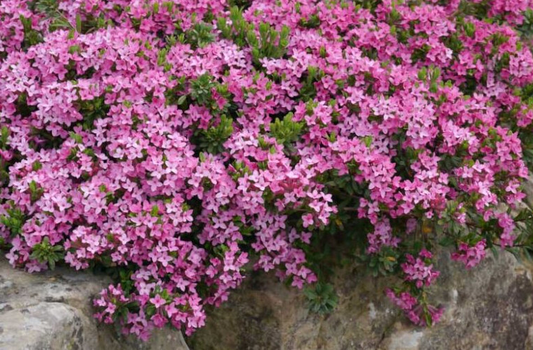 Rock Daphne 6-9&quot;