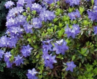 Rhody Blue Diamond 6 gal