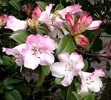 Rhody Cilpinense 1 gal