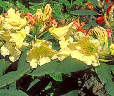 Rhody Evening Glow 2 gal