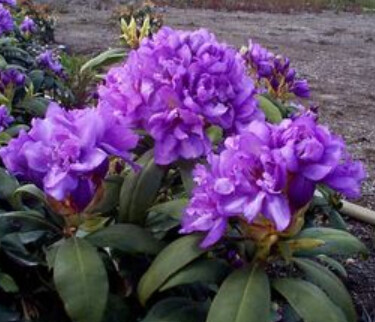 Rhody Fastuosum Flore Pleno 6 gal