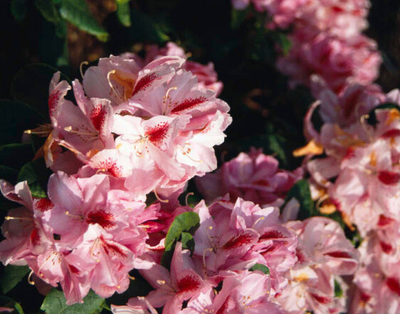 Rhody Furnival&#39;s Daughter 6 gal