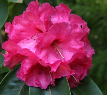 Rhody Hallelujah 2 gal