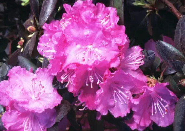 Rhody Northern Starburst 6
