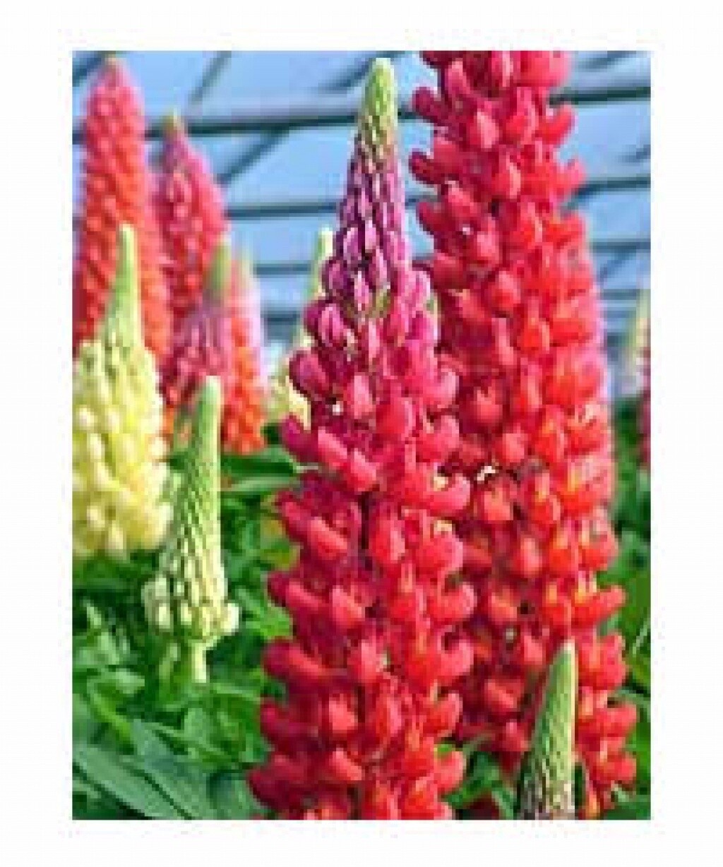 Lupine Beefeater 1 gal