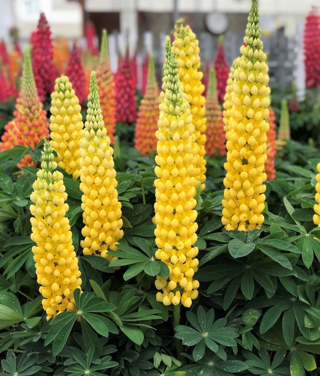 Lupine Westcountry Desert Sun 1 gal