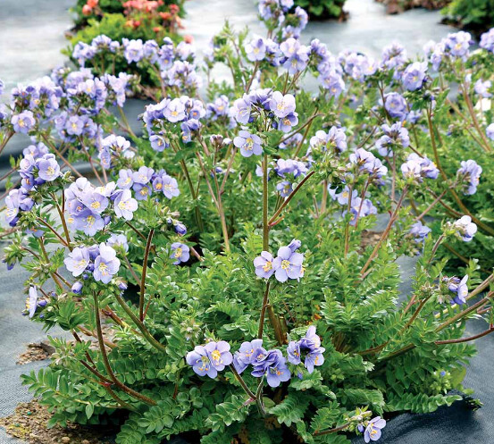Polemonium Hurrican Ridge 1 gal