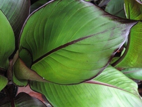 Maurelii Red Banana 3 gal