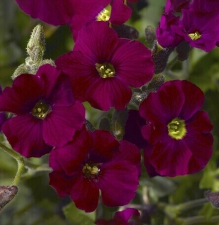 Aubrieta Burgundy 4&quot;