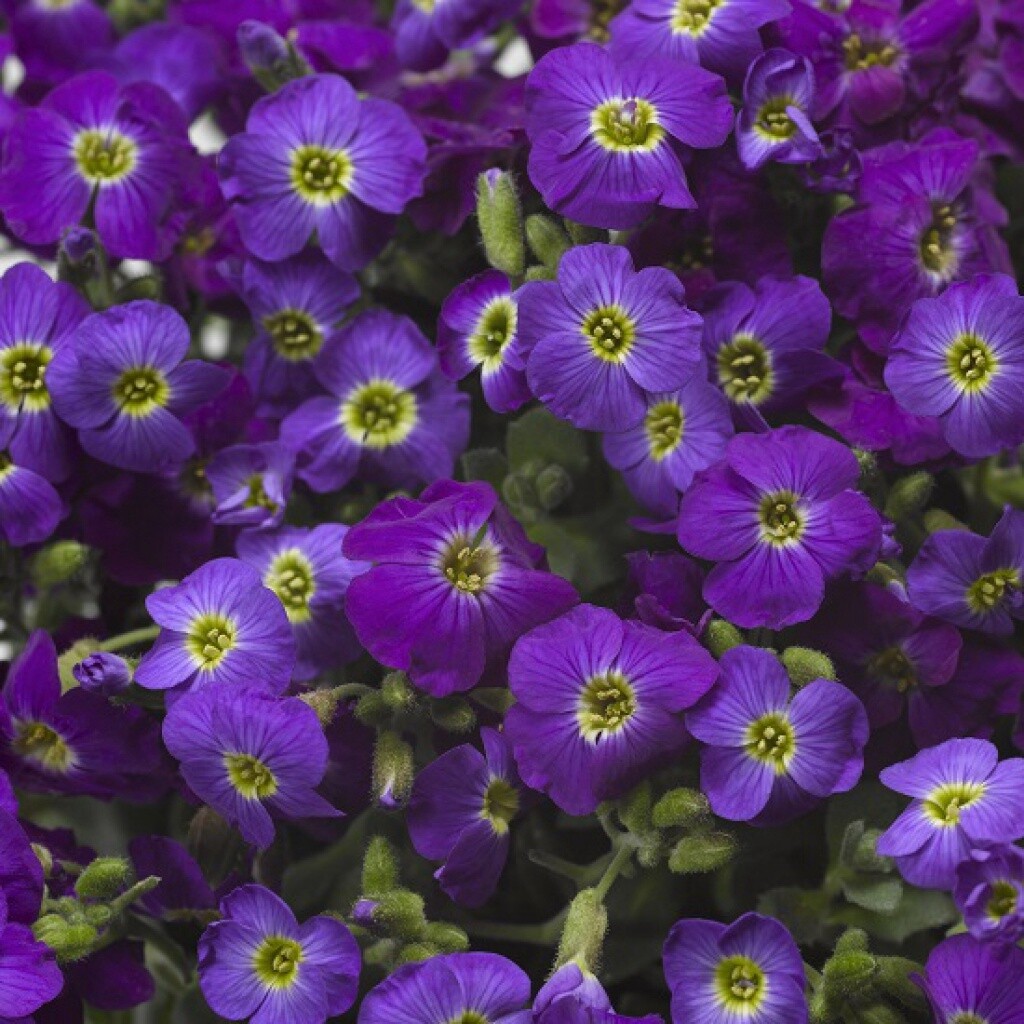 Aubrieta Violet w/Eye 4&quot;