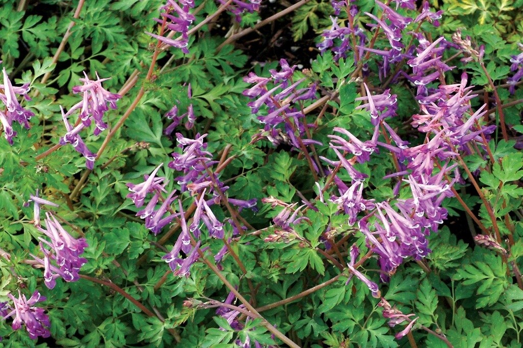 Corydalis Blackberry Wine Qt