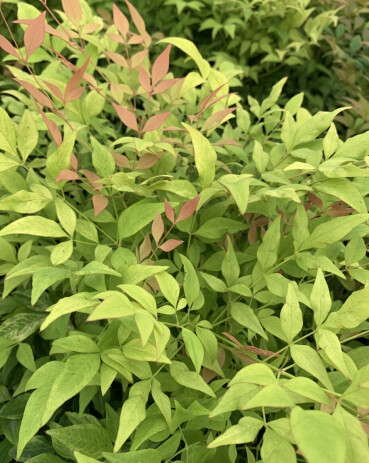 Nandina Goldstream 3 gal