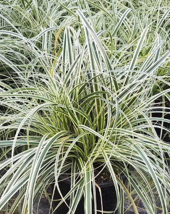 Carex CENSATION Feather Falls 1 gal