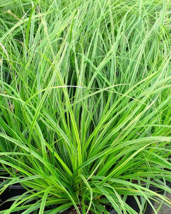 Carex Everlime 1 gal