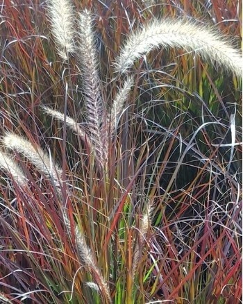 Pennisetum Rubrum 1 gal