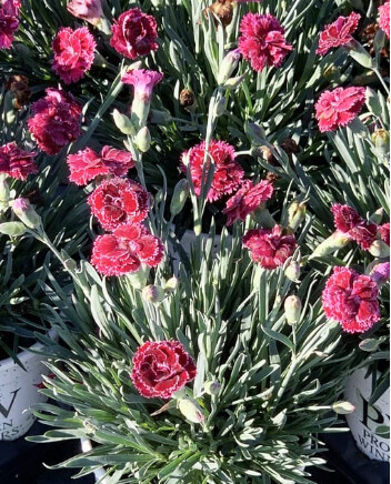 Dianthus Black Cherry Frost 1 gal