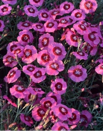 Dianthus Noreen 4&quot;