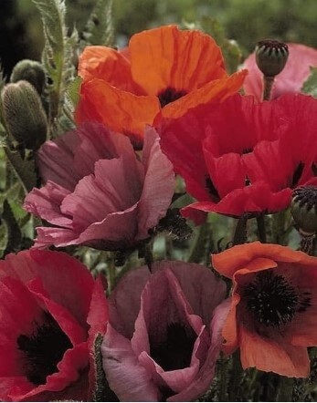 Poppy Fruit Punch 1 gal