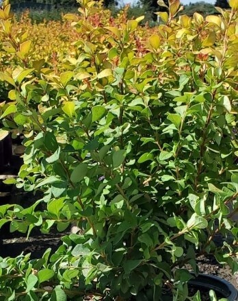 Barberry Limoncello 1 gal