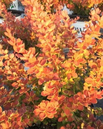 Barberry Sunjoy Tangelo 1 gal