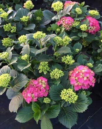 Hydrangea Glowing Embers 1 gal