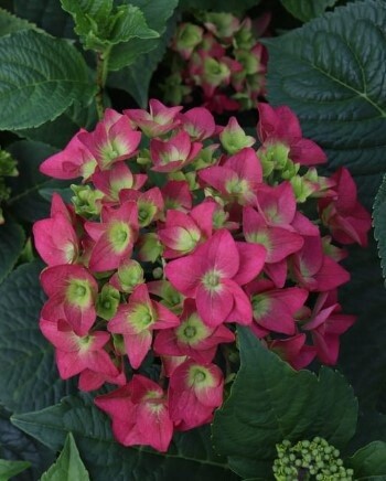 Hydeangea Summer Crush 1 gal