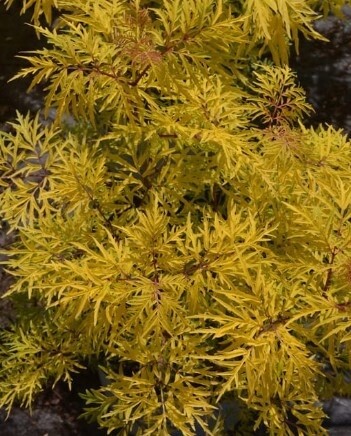 Elderberry Lemony Lace 1 gal