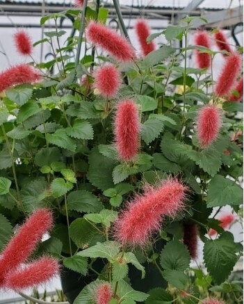 Firetail Chenille Plant HB 6&quot;