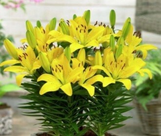 Lily asiatic Golden Matrix Qt
