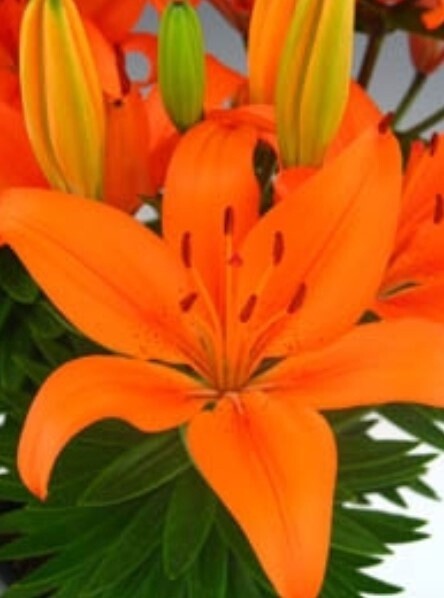 Lily Orange Matrix QT