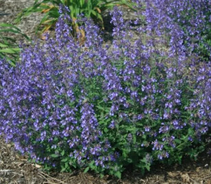 Nepeta Jr Walker 4&quot;