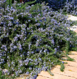 Rosemary Blue Lagoon Qt