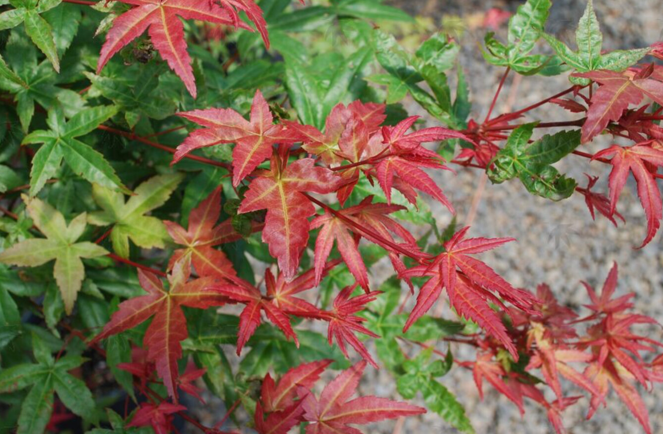 Japanese Maple Bonfire 3 gal