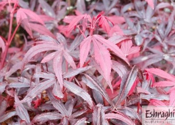 Japanese Maple Hime Shojo 1 gal
