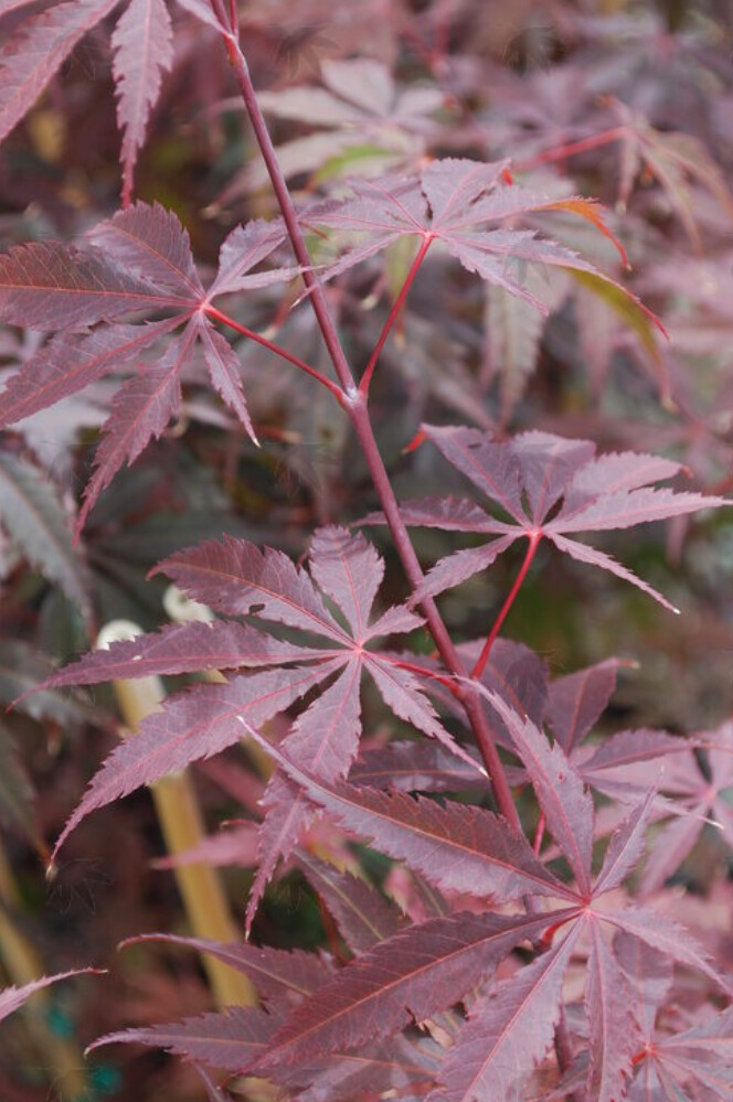 Japanese Maple Jubilee 3 gal