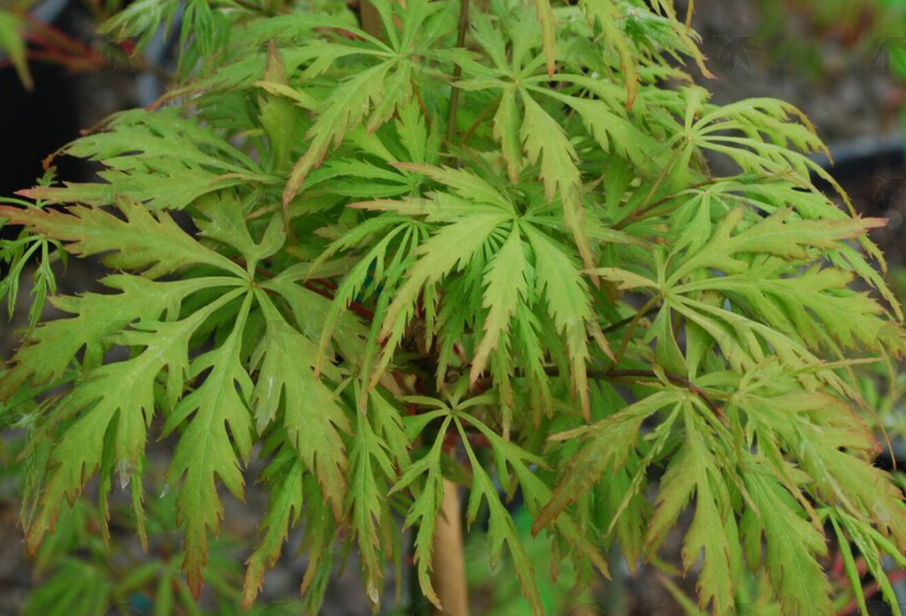 Japanese Maple Shigure Bato 7 gal